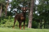 DOBERMANN 1228